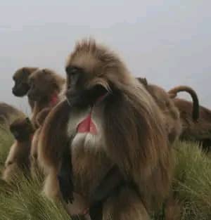 Added by user manually