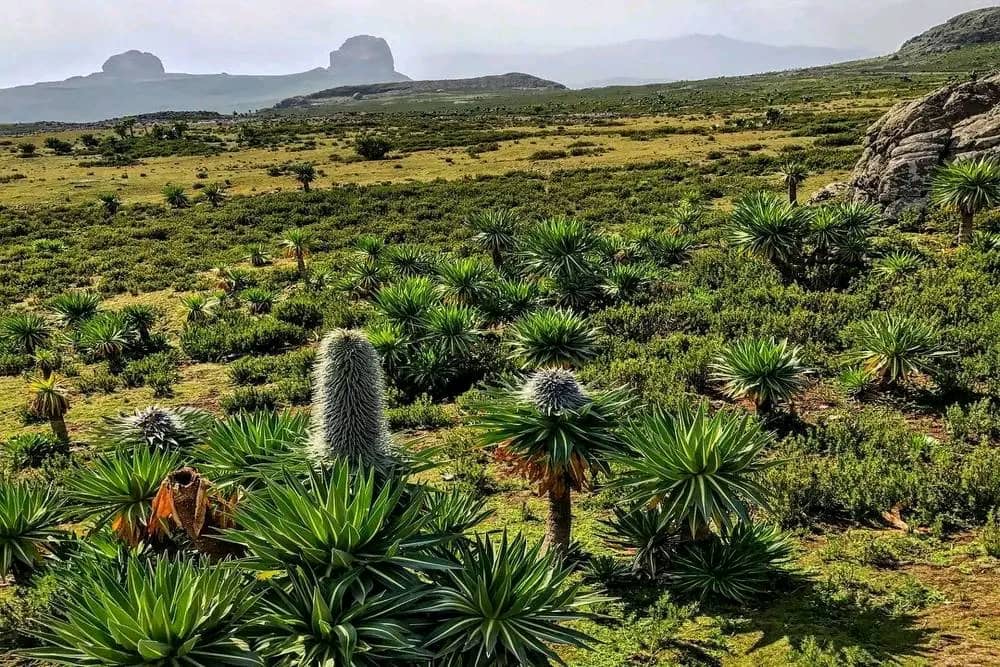 Added by user manually