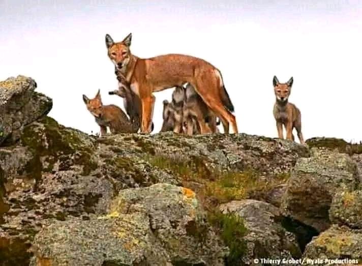 Added by user manually