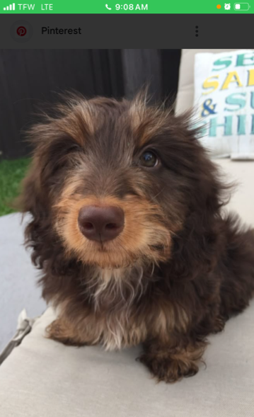 Older couple with chocolate Mini Dachshund puppy in arms