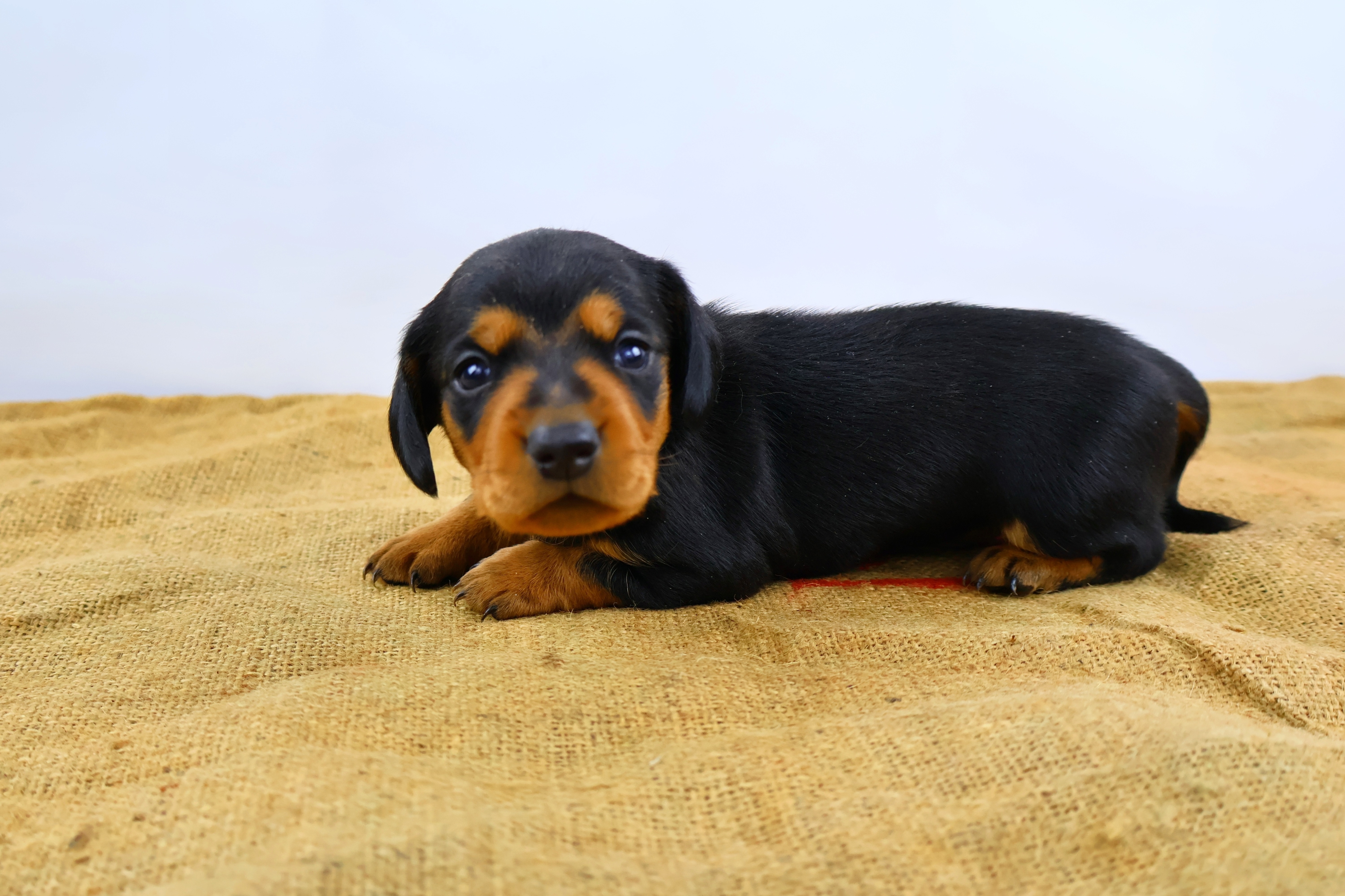 Added by user manually