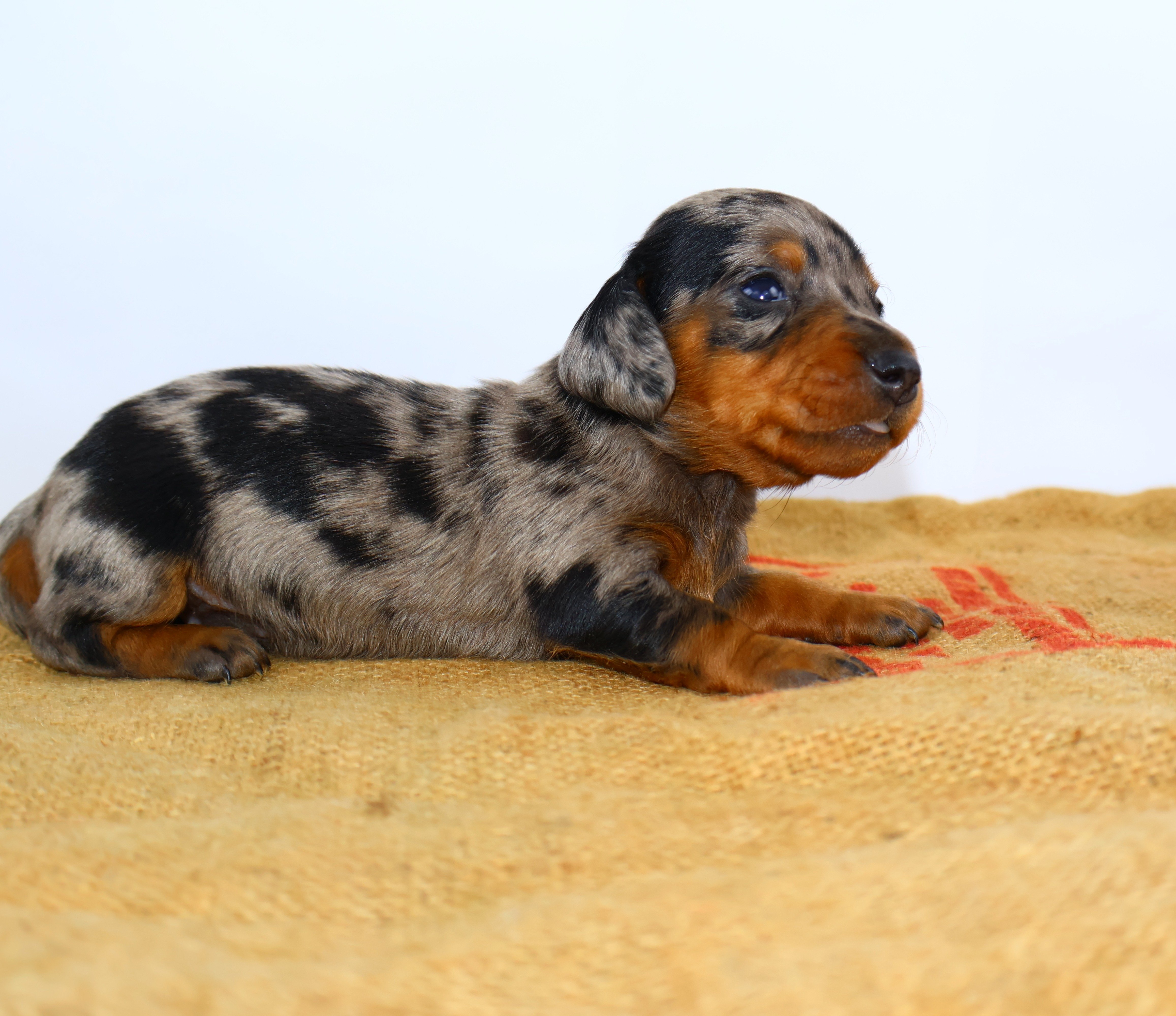 Added by user manually