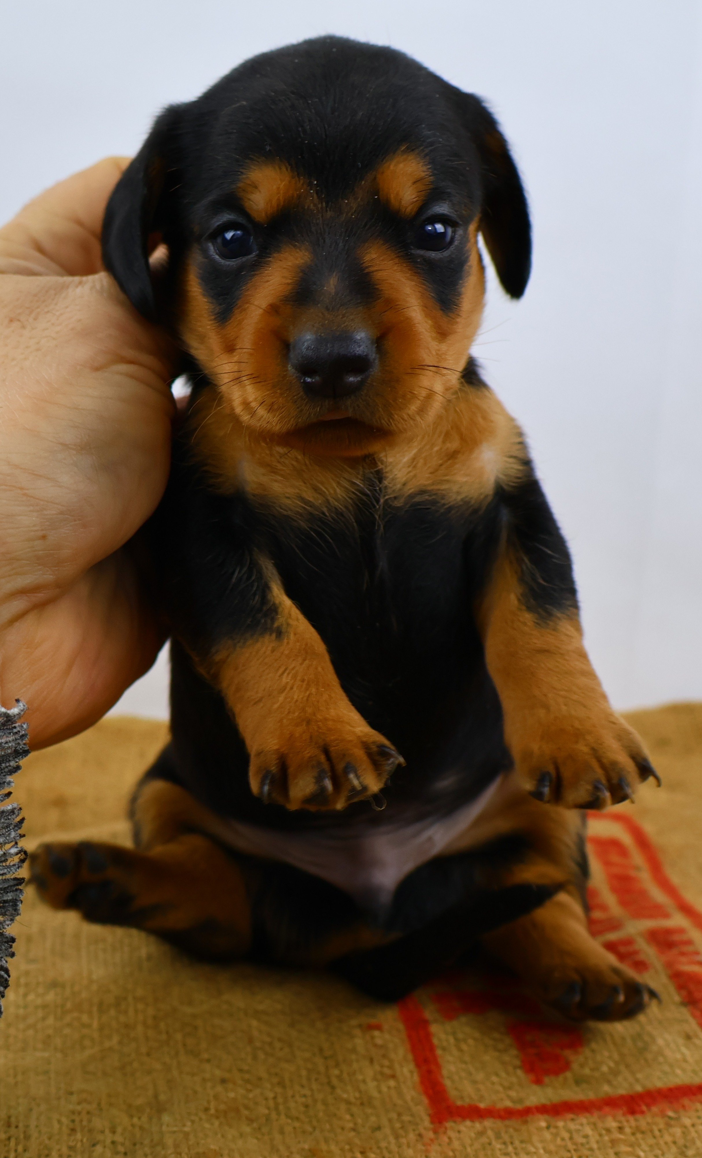 Added by user manually