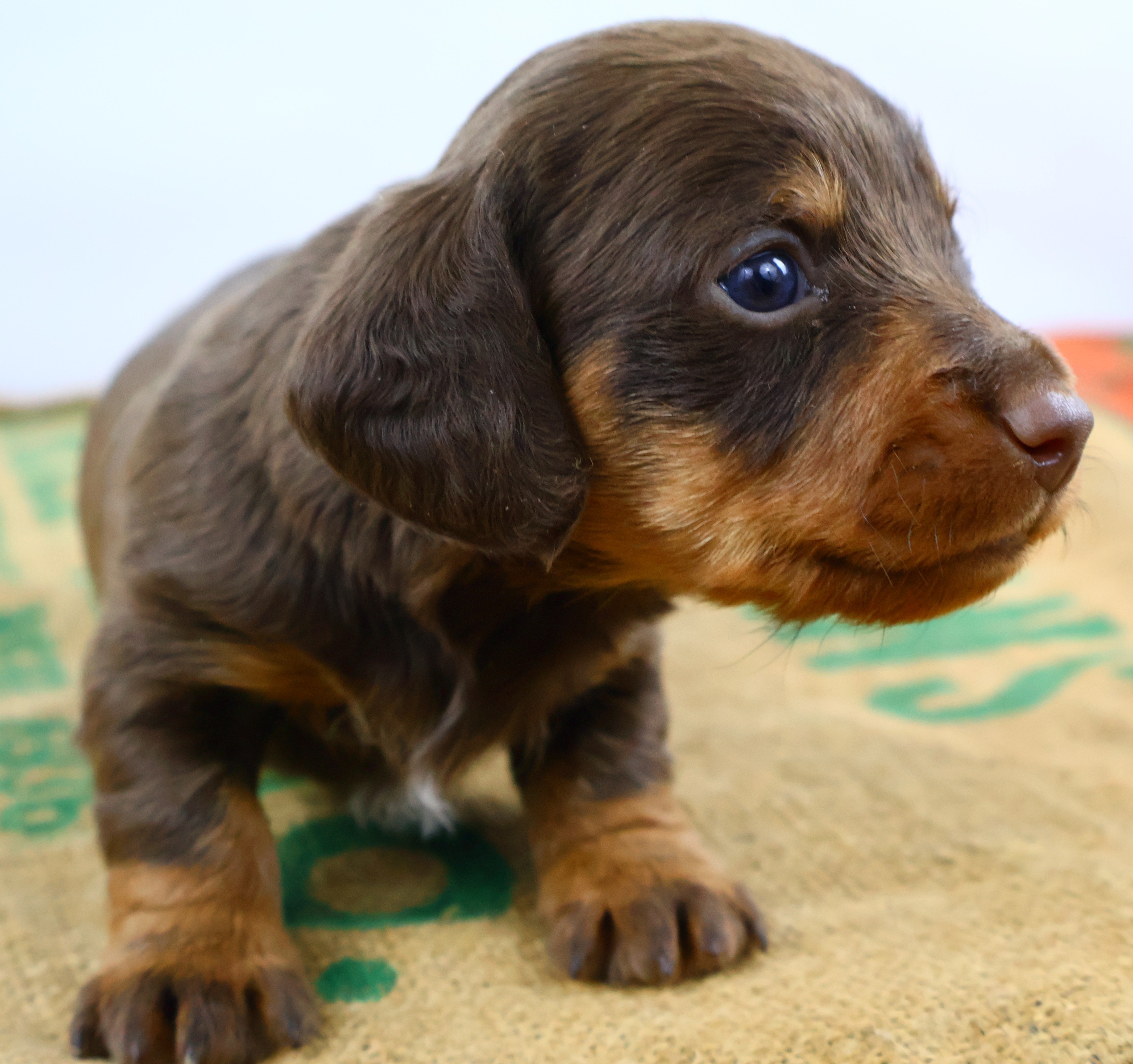 Neutral placeholder illustration of a Mini Dachshund puppy, slot 1 for Rollo