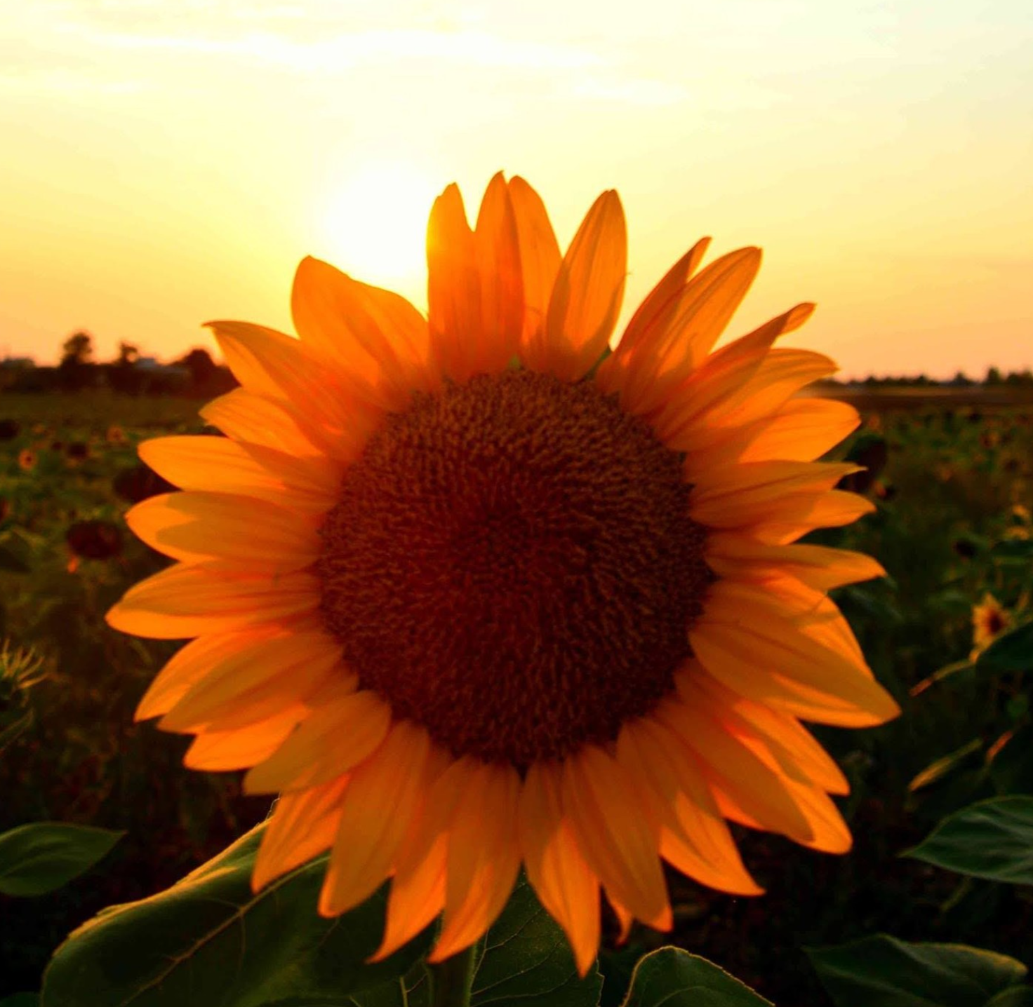 Backlit sunflower in a field at sunset used as a behind-the-scenes visual texture frame
