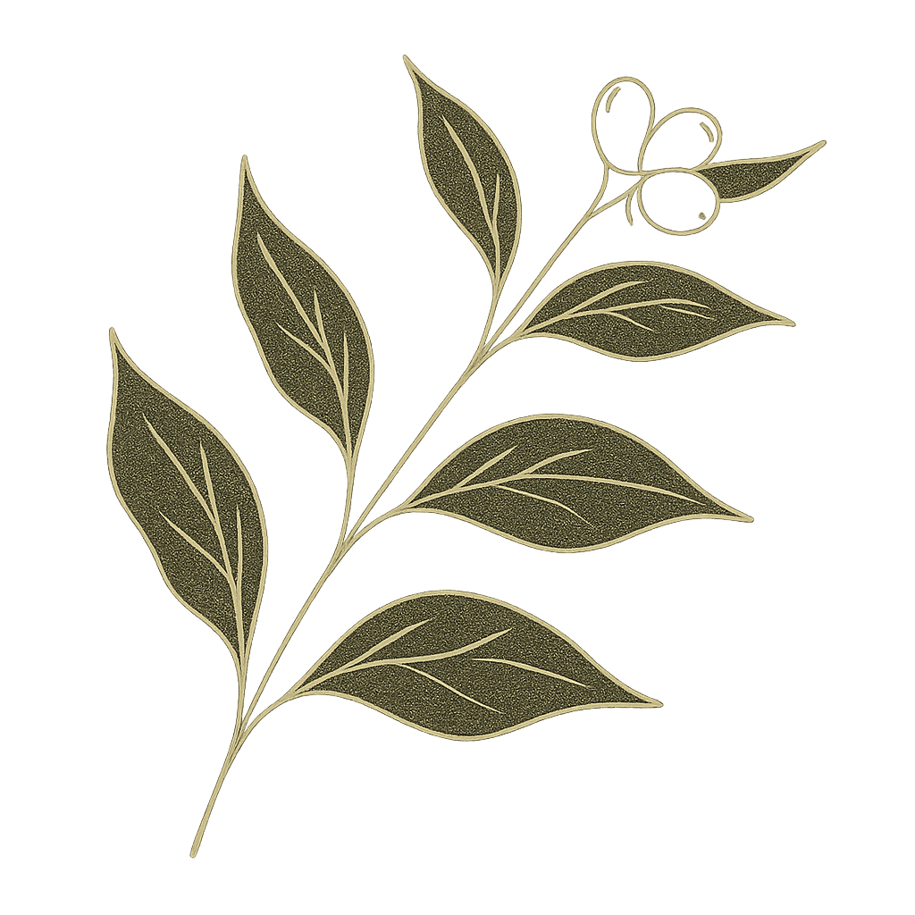 Delicate olive-toned botanical coffee branch line illustration with leaves and cherries, styled like printed package artwork