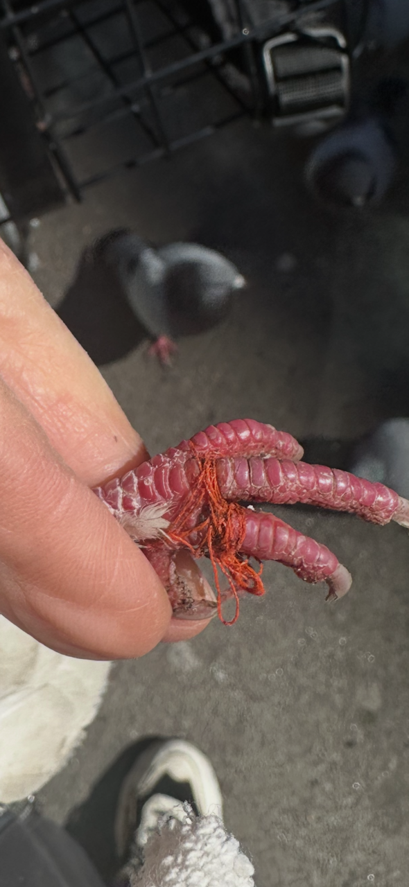 Added by user manually