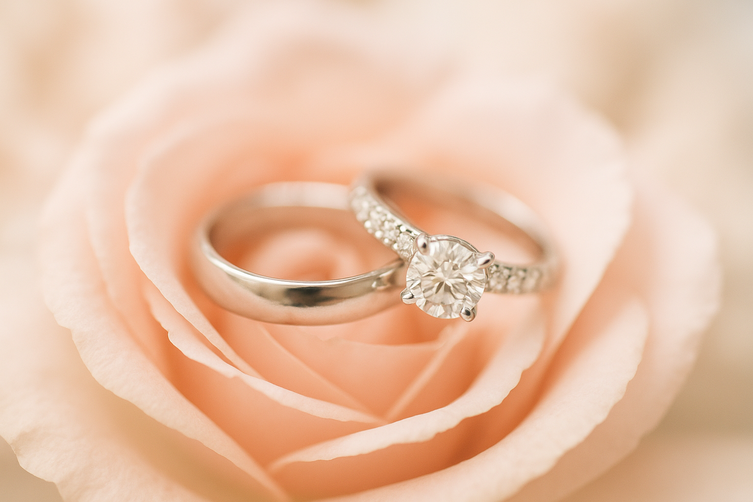 Macro image of wedding rings resting on blush garden rose petals with shallow depth of field