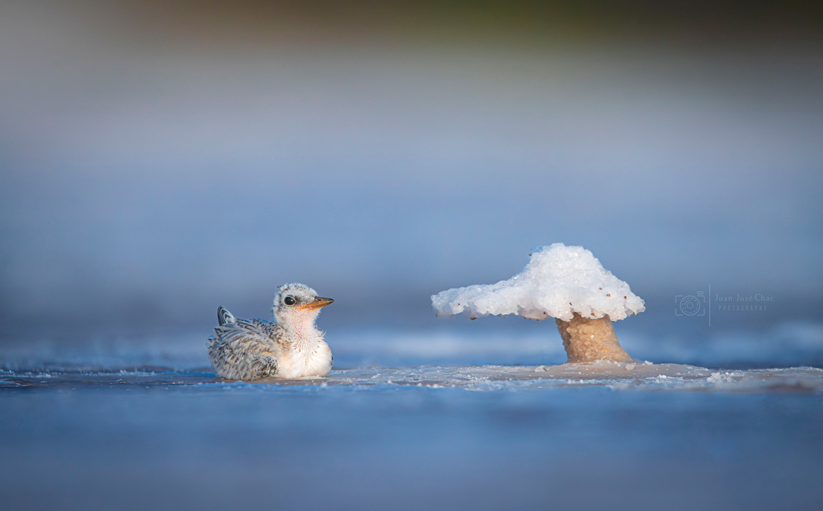 Added by user manually