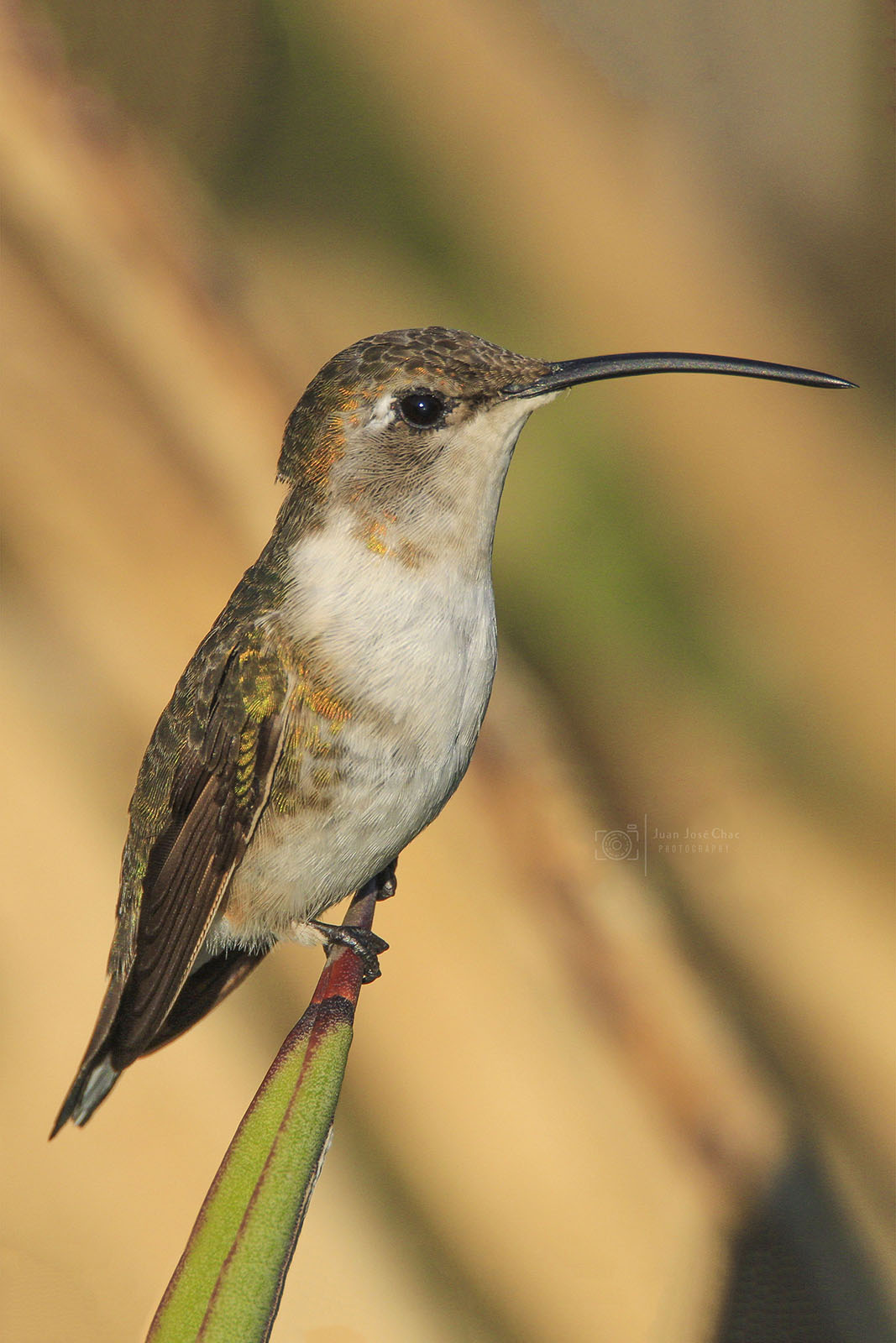 Added by user manually