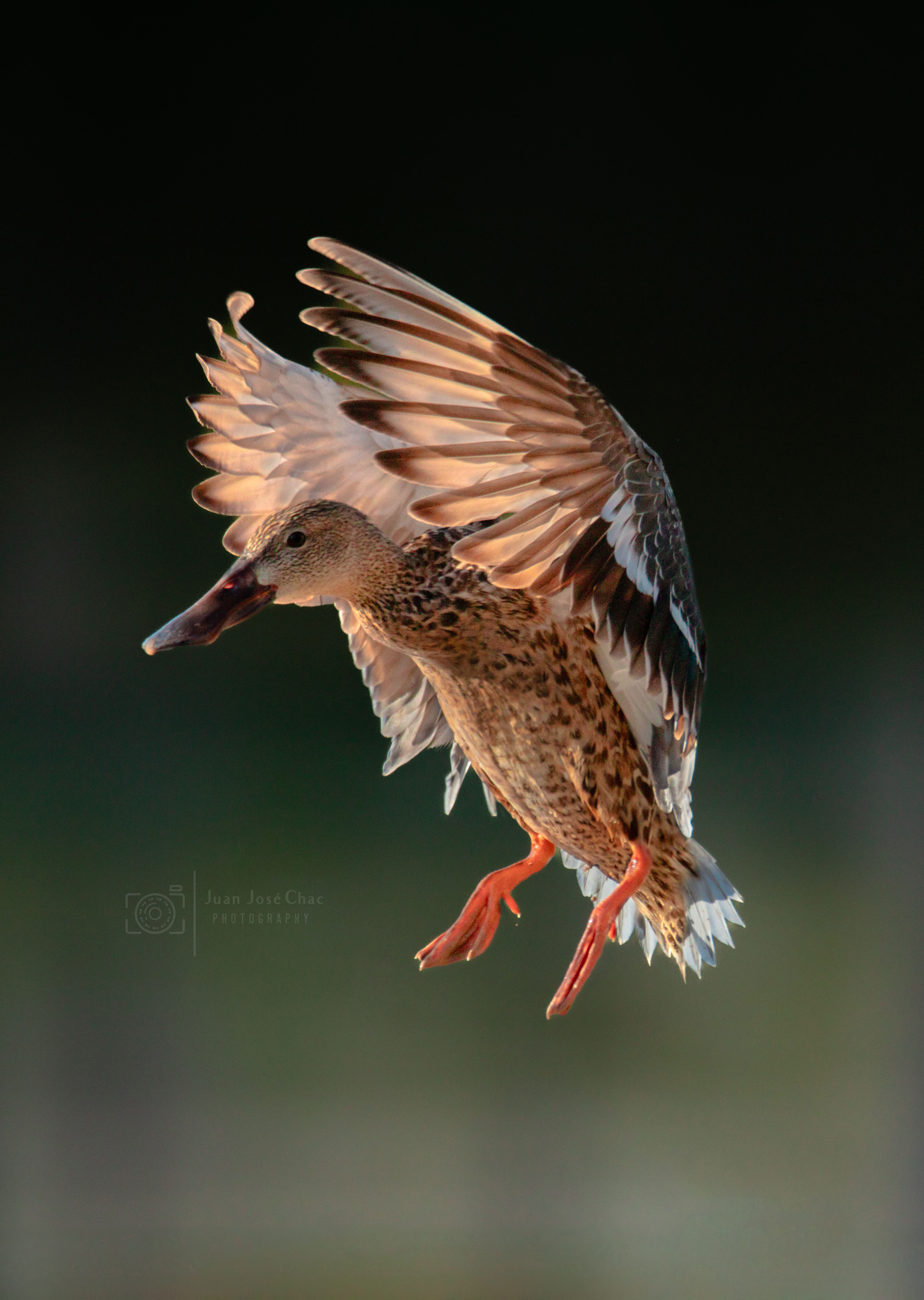 Added by user manually