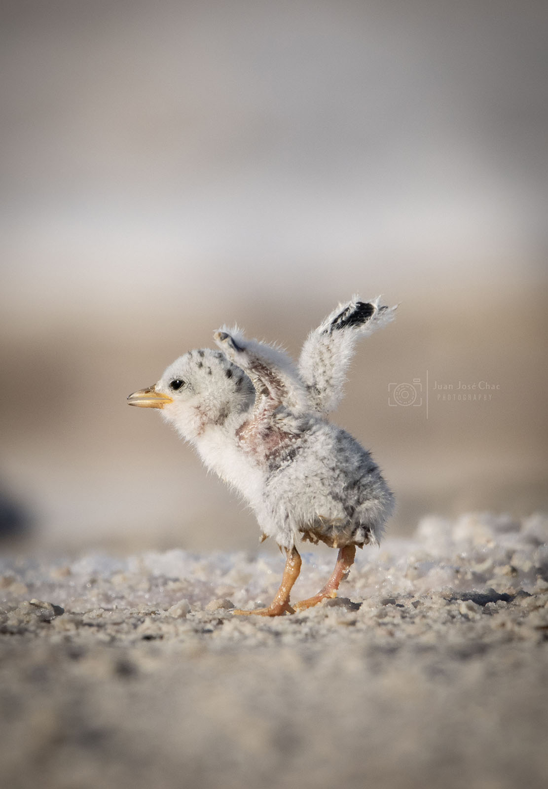 Added by user manually