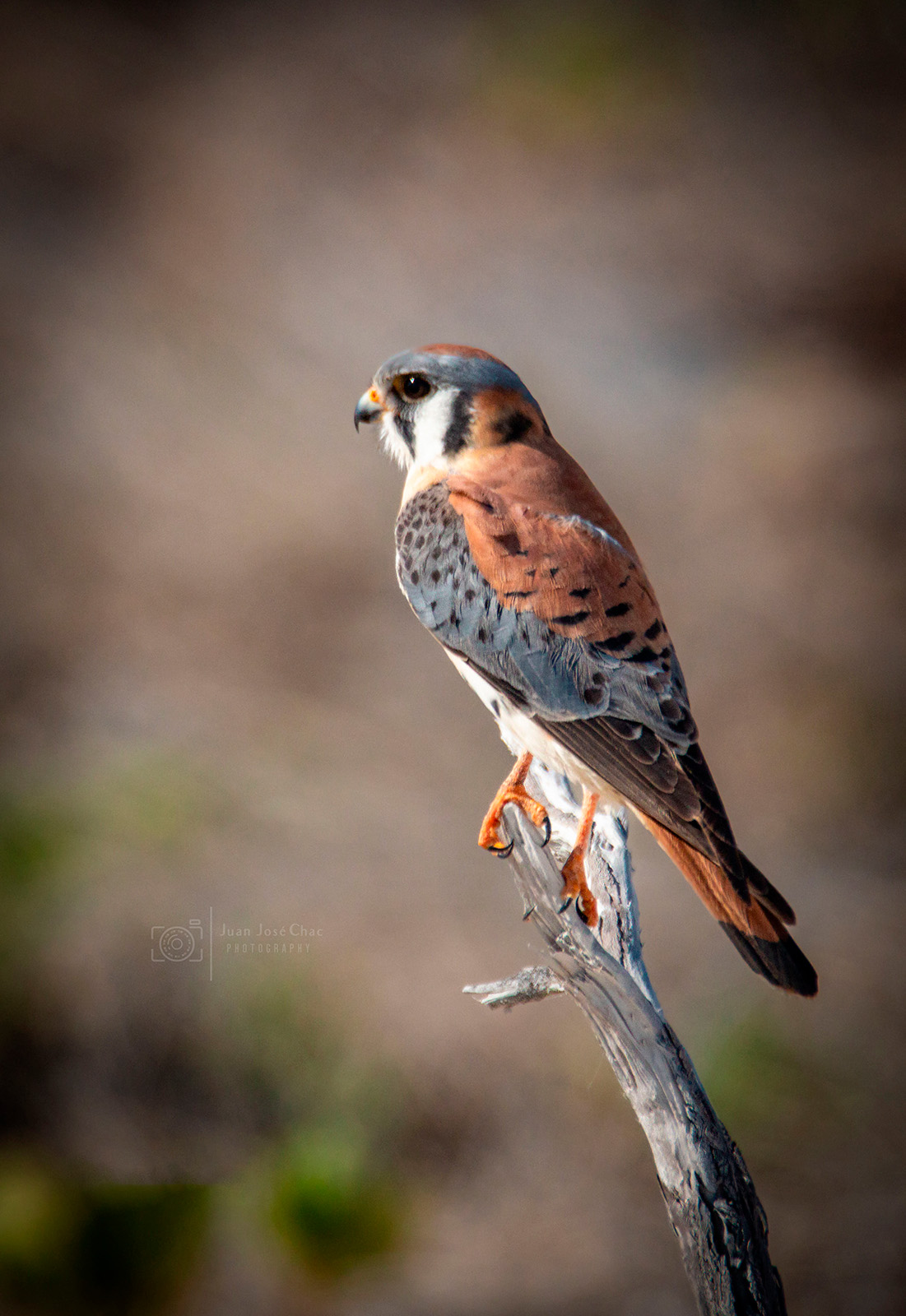 Added by user manually