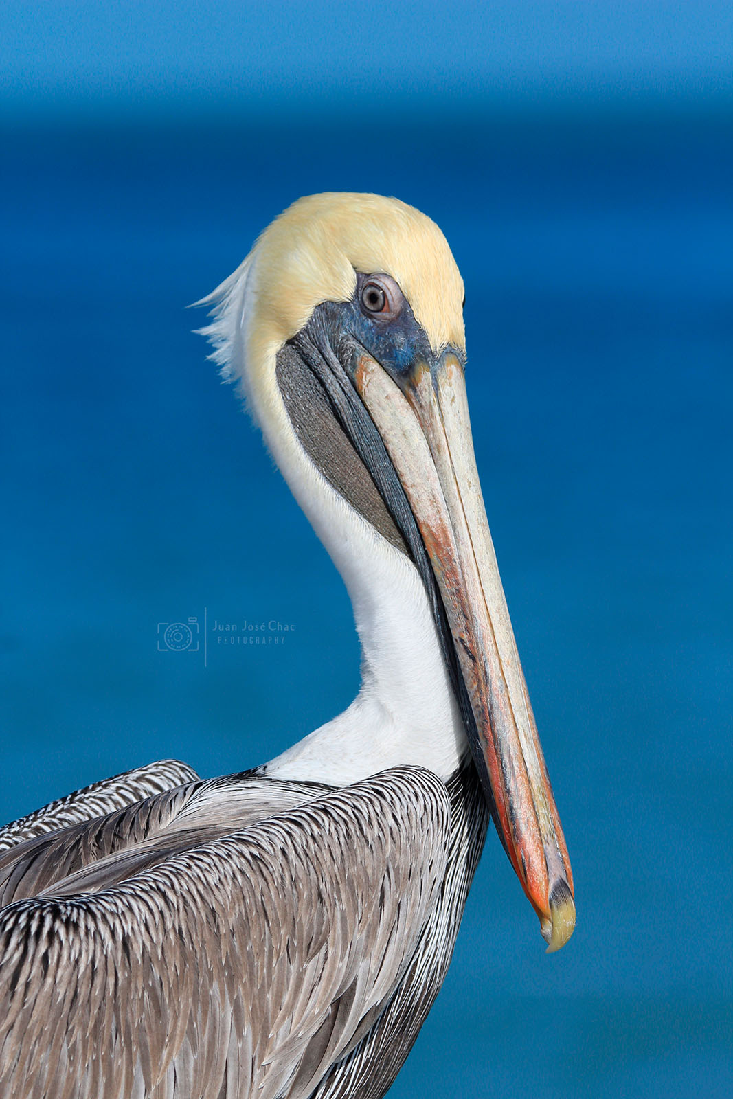 Added by user manually