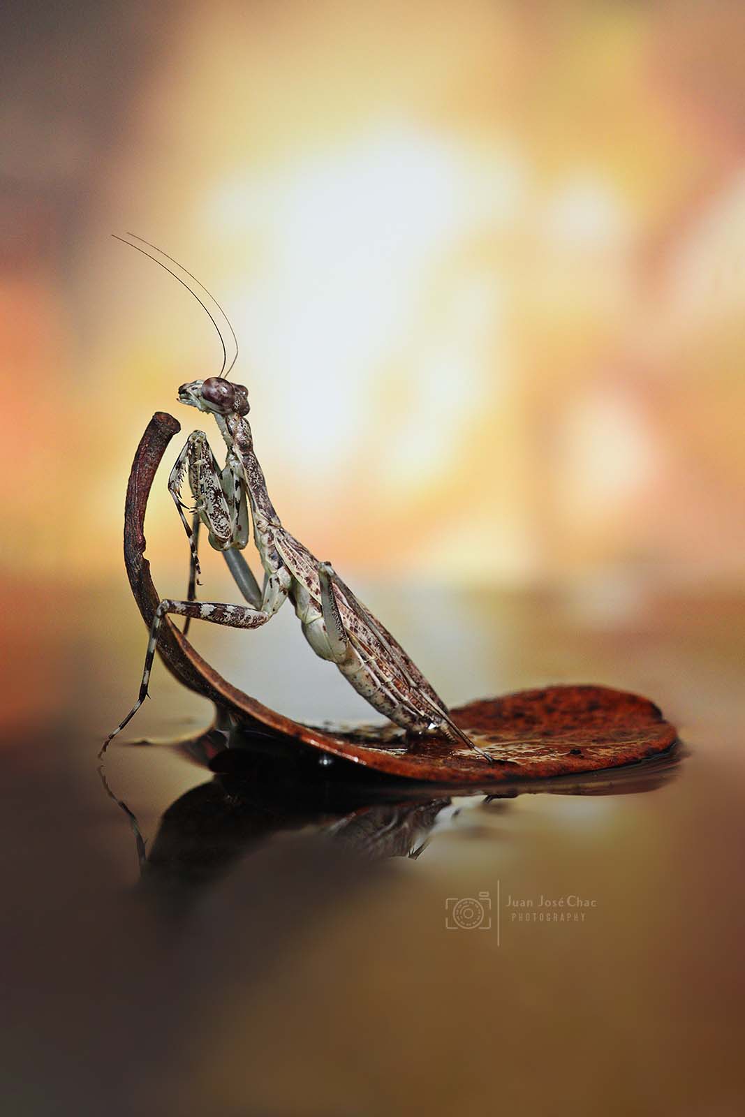 Added by user manually