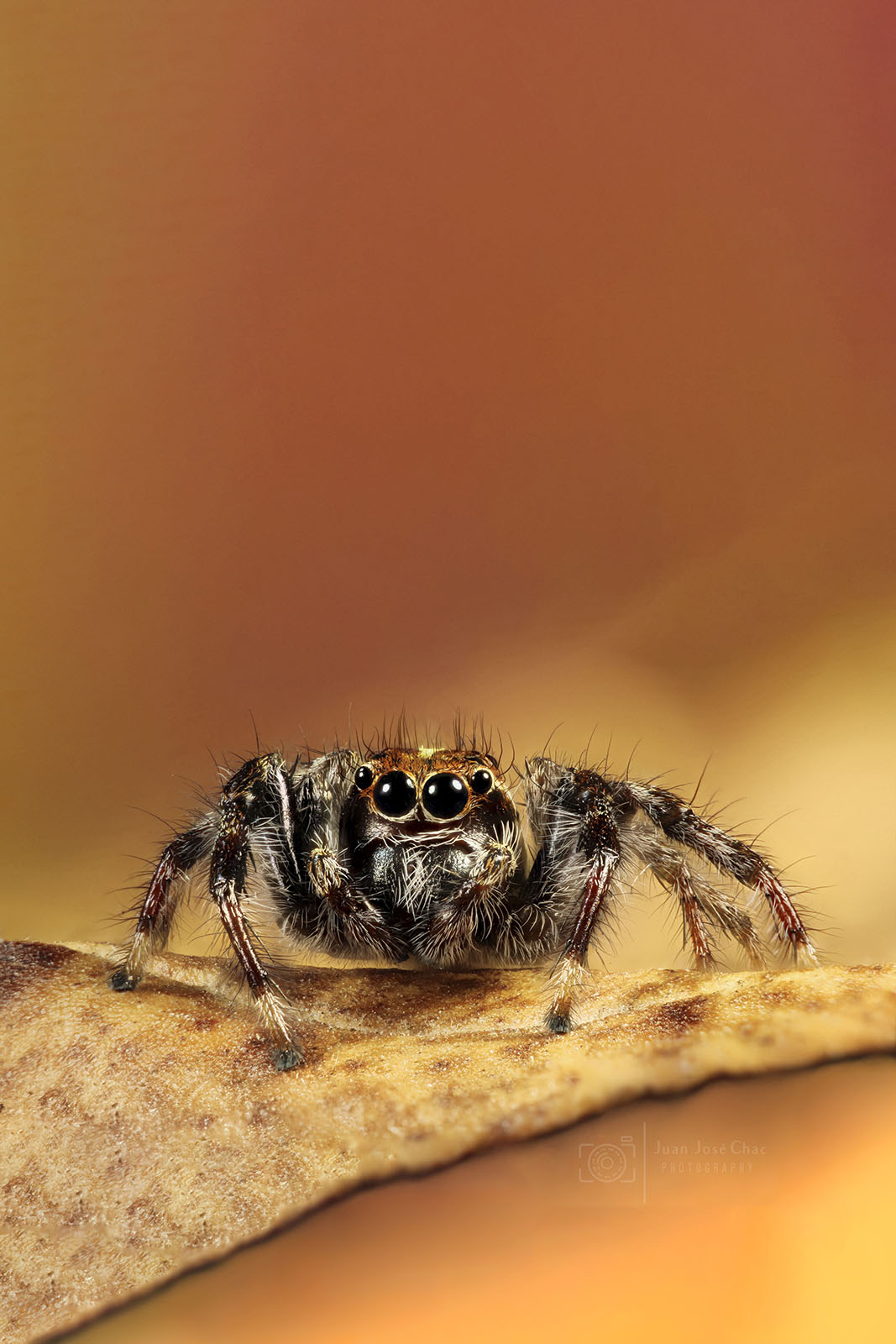 Added by user manually