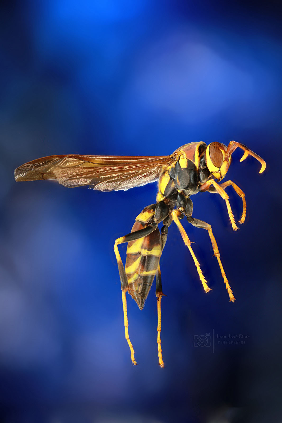 Added by user manually