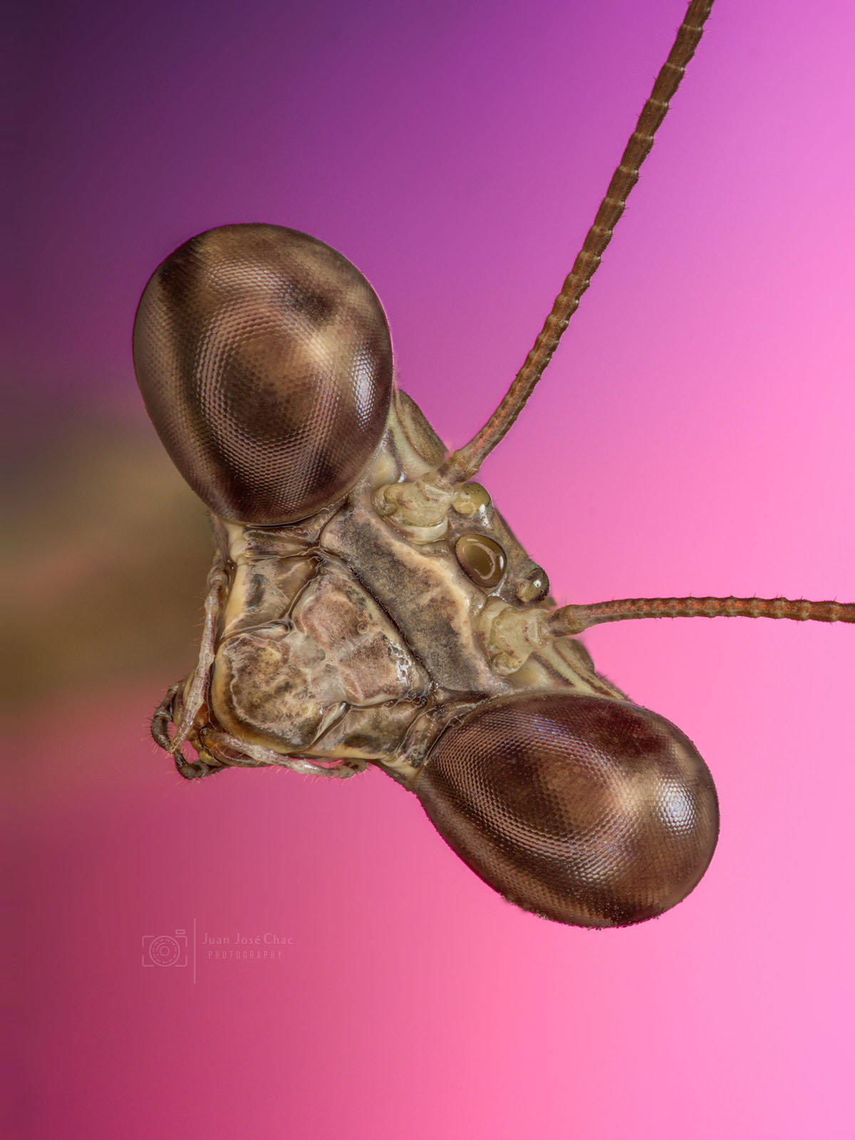 Added by user manually