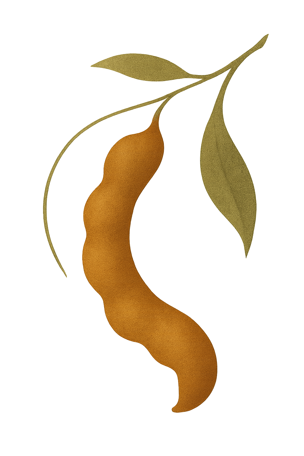 Premium abstract botanical illustration with elongated tamarind-like organic forms, fine ink textures, and warm natural tones