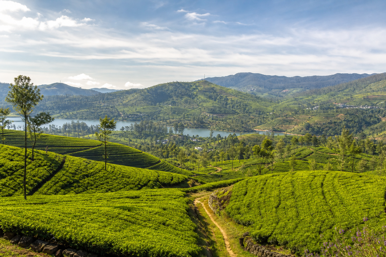 Tea plantations and rolling hills in Nuwara Eliya Sri Lanka