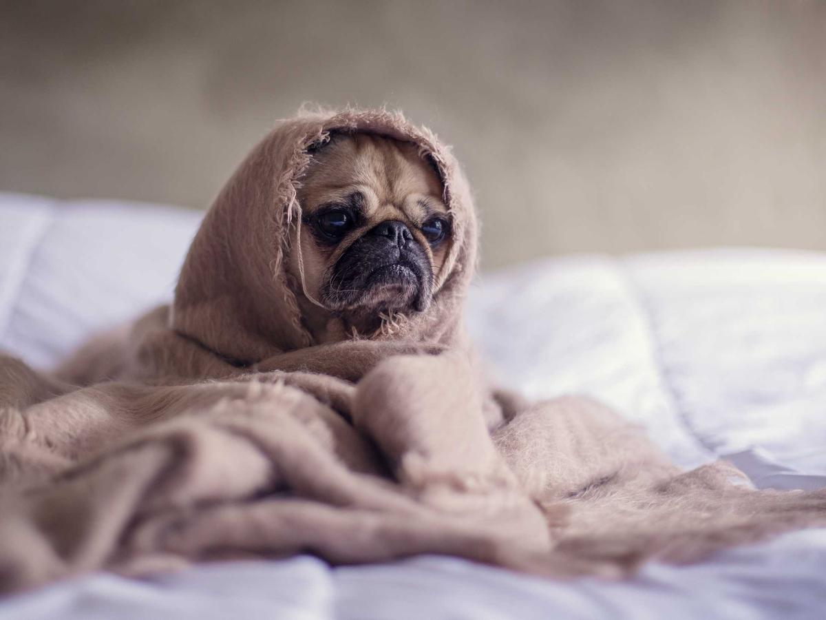 Tomás Reyes' studio pug wrapped in a cozy blanket