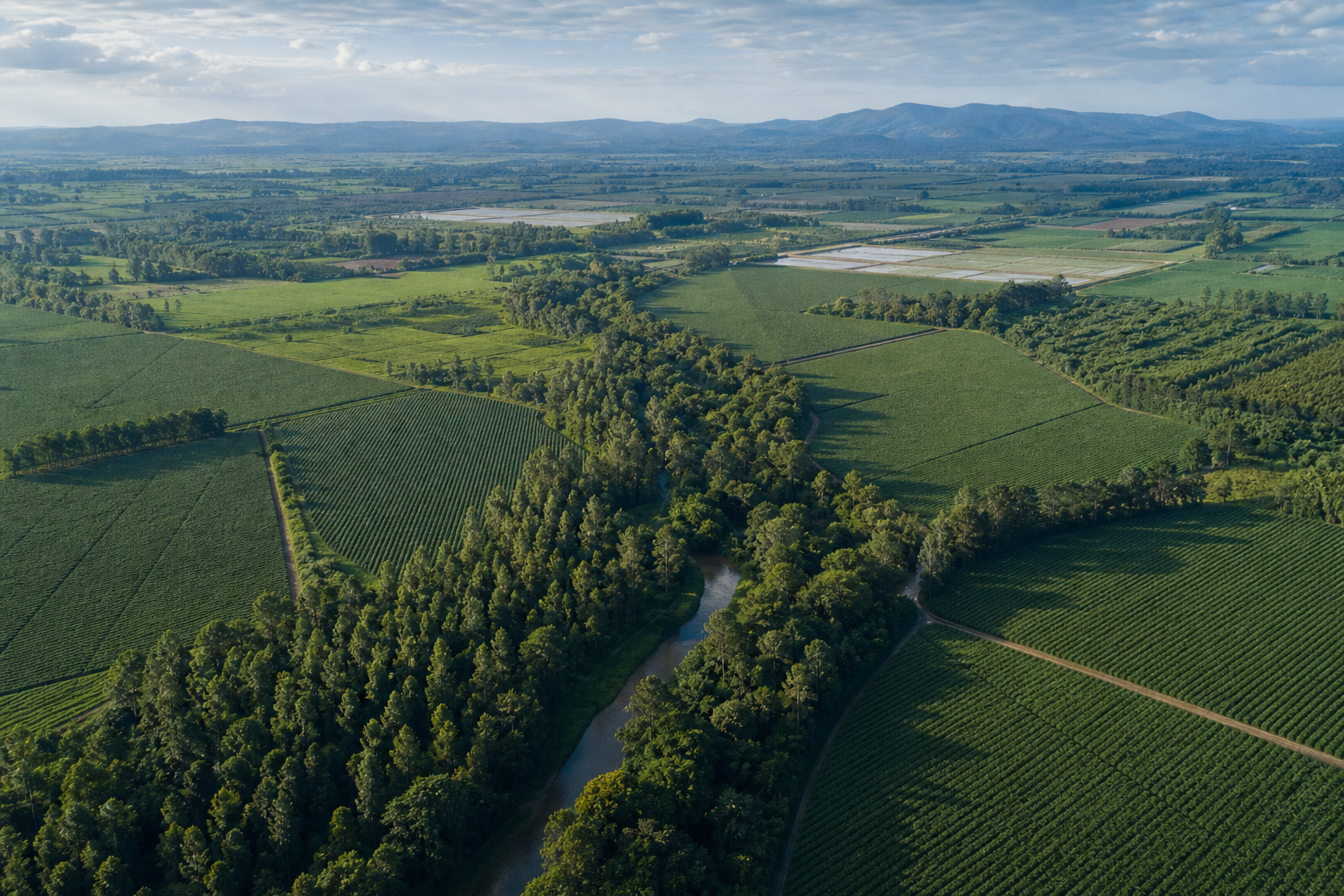 Aerial landscape of cultivated fields with protected tree lines and water channels demonstrating environmental stewardship