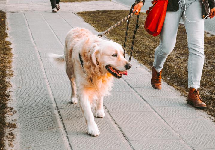 1 Dog Walk (3 days per wk) plan dog walking photo