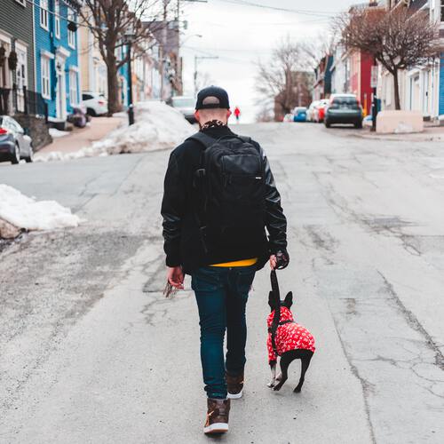 1 Dog Walk (5 days per wk) plan dog walking photo