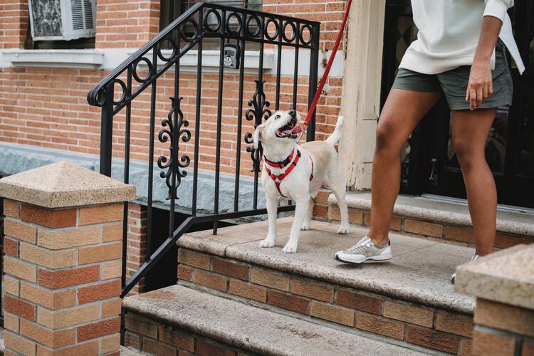 One-time Walk service photo