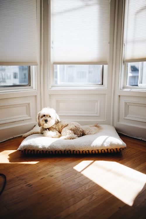 Afternoon Pet Sit service photo