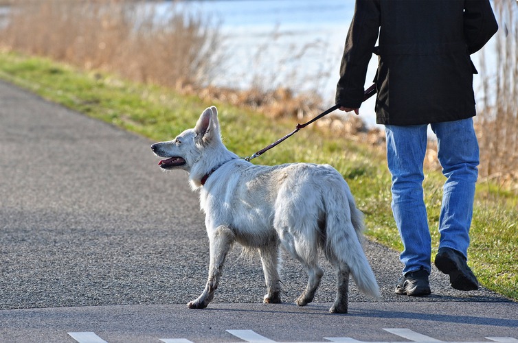 1 Dog Walk (4 days per wk) plan dog walking photo