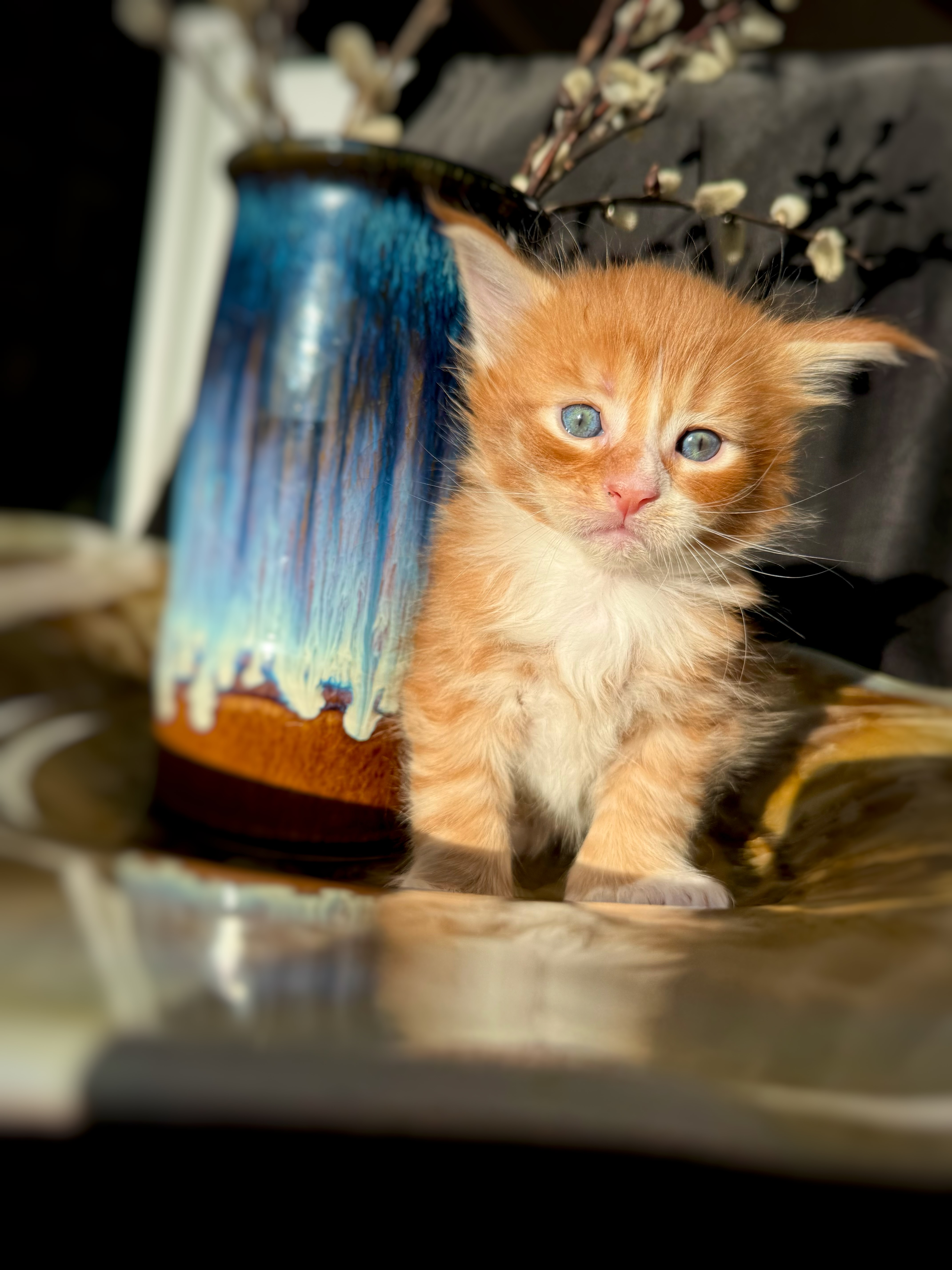 Orange-and-white kitten sitting indoors with a softly blurred background.