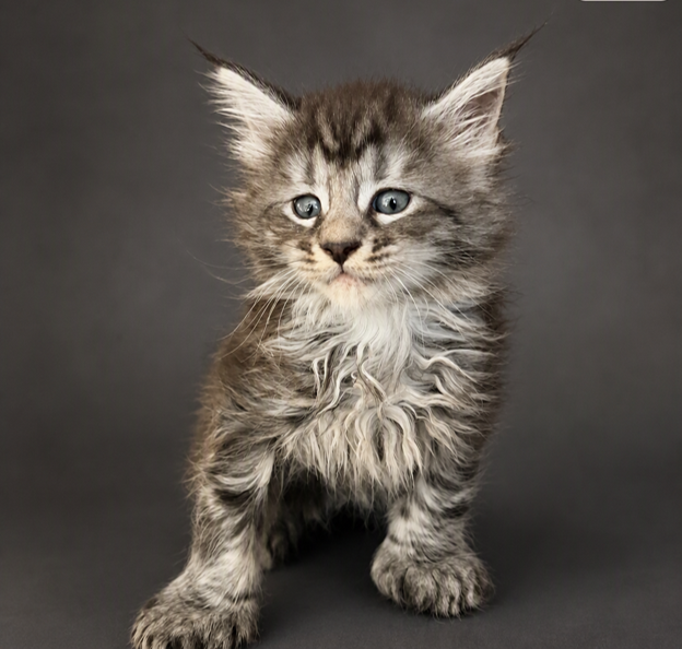 Mochi as a fluffy kitten with pointed ears facing the camera against a plain dark background.