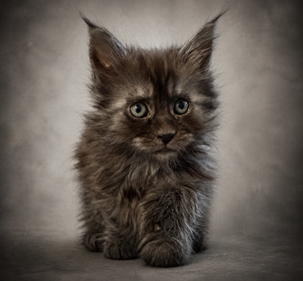 Nightbird as a small dark-gray kitten with fluffy fur facing the camera against a neutral light background.