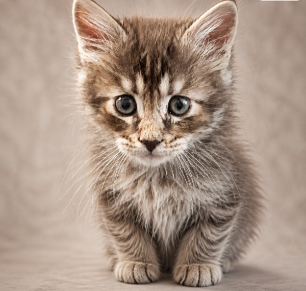 Georgie, a fluffy dark kitten with blue-gray eyes sitting upright on a soft neutral backdrop