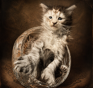Portrait of Sock, a Maine Coon kitten sitting in a clear glass container against a warm dark background.