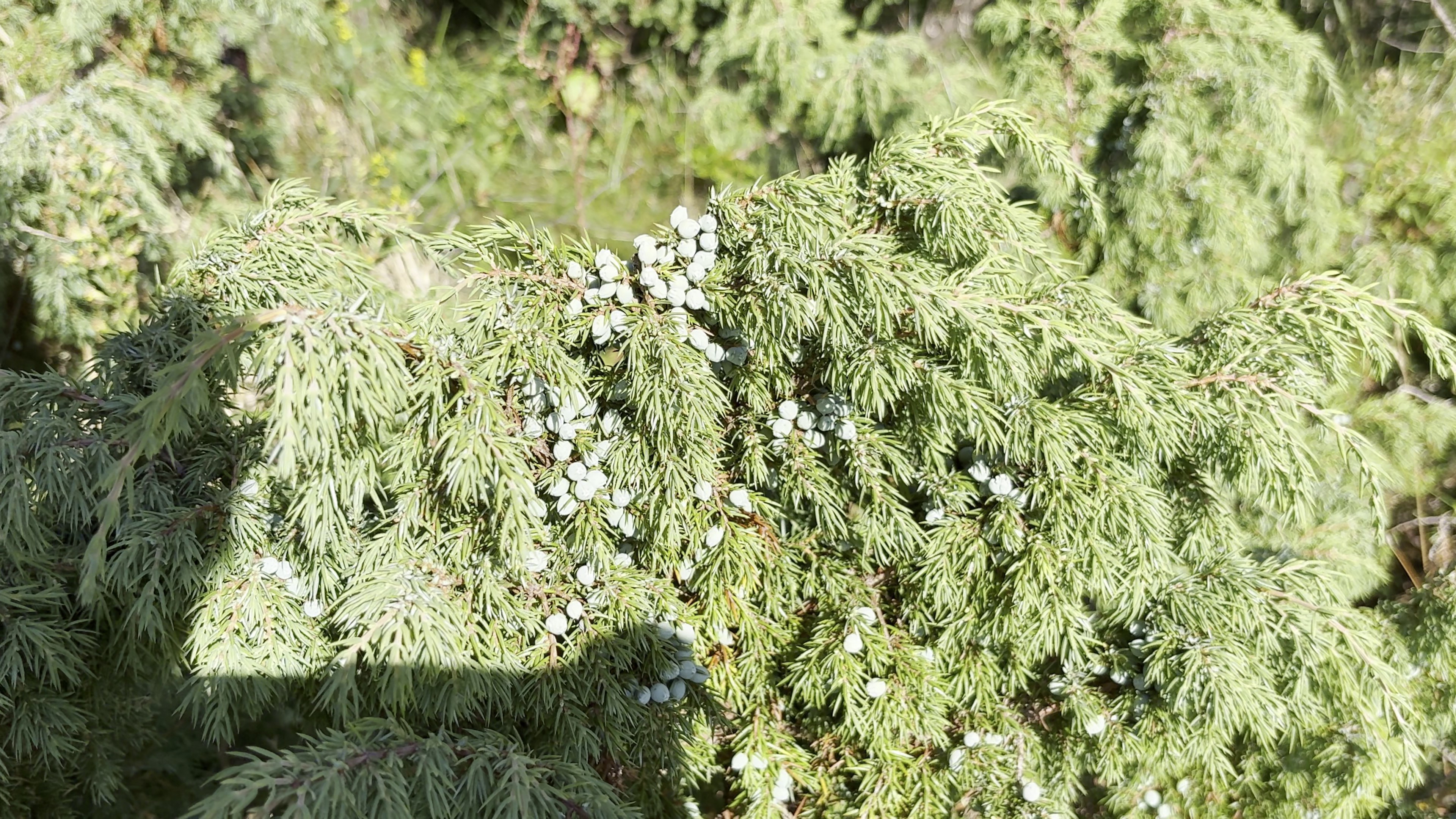 Fresh green juniper branches with pale berries in bright outdoor light