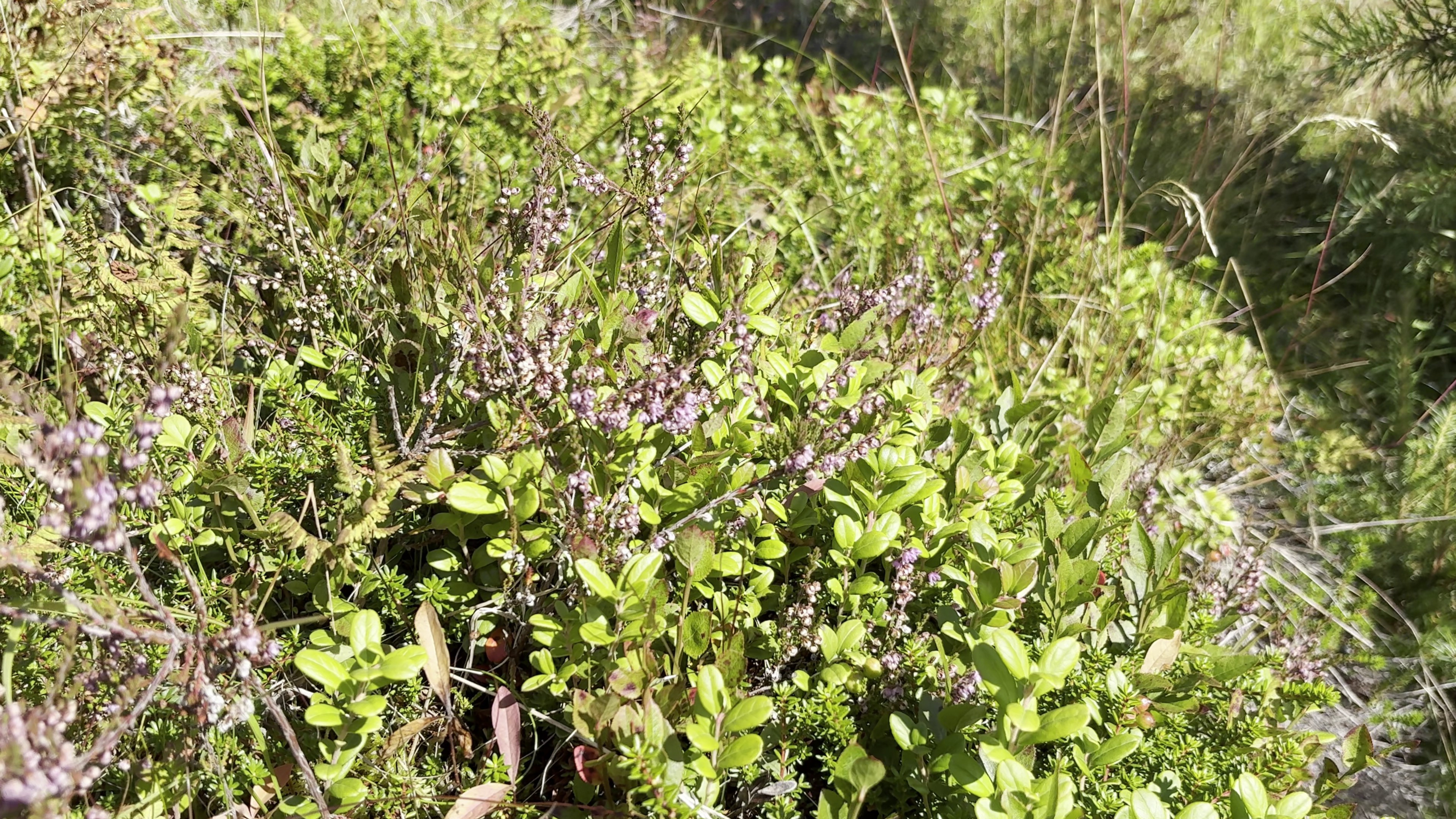 Close ground-level view of wild Nordic plants and heather in sunlit terrain