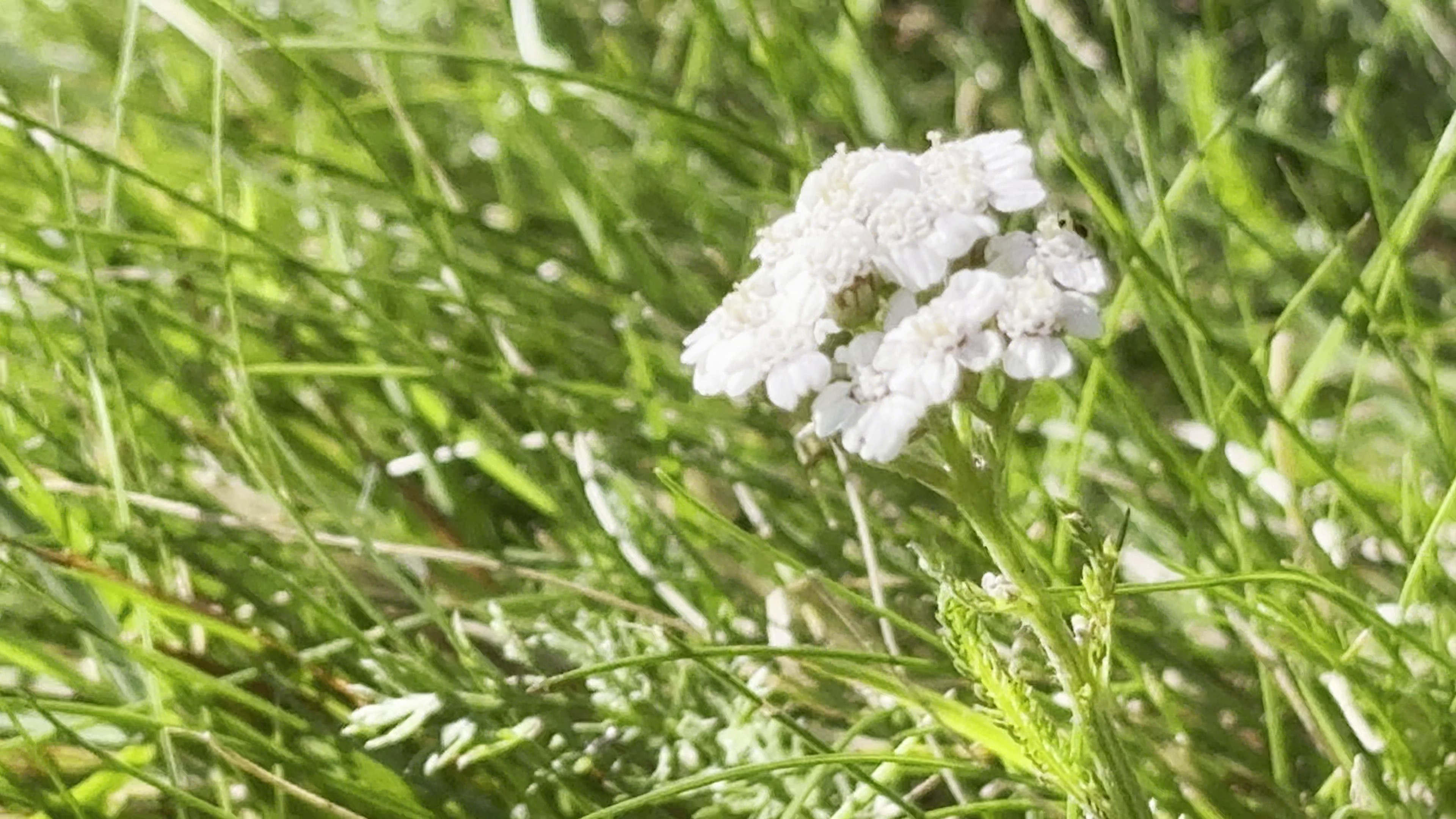 Macro shot of a small white wildflower among green grass and field texture