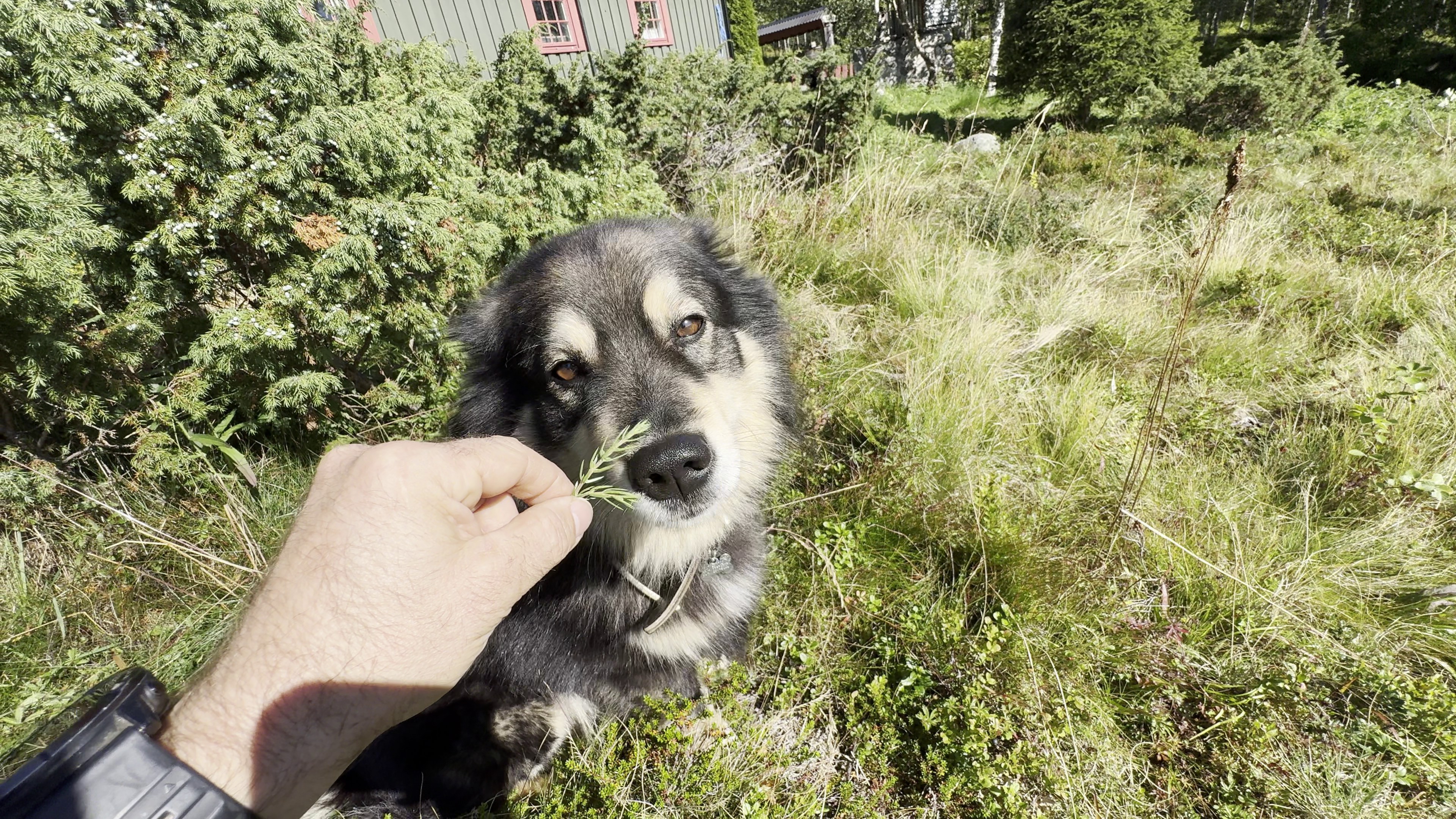 A black and tan dog sniffing a juniper twig held by hand in a grassy landscape