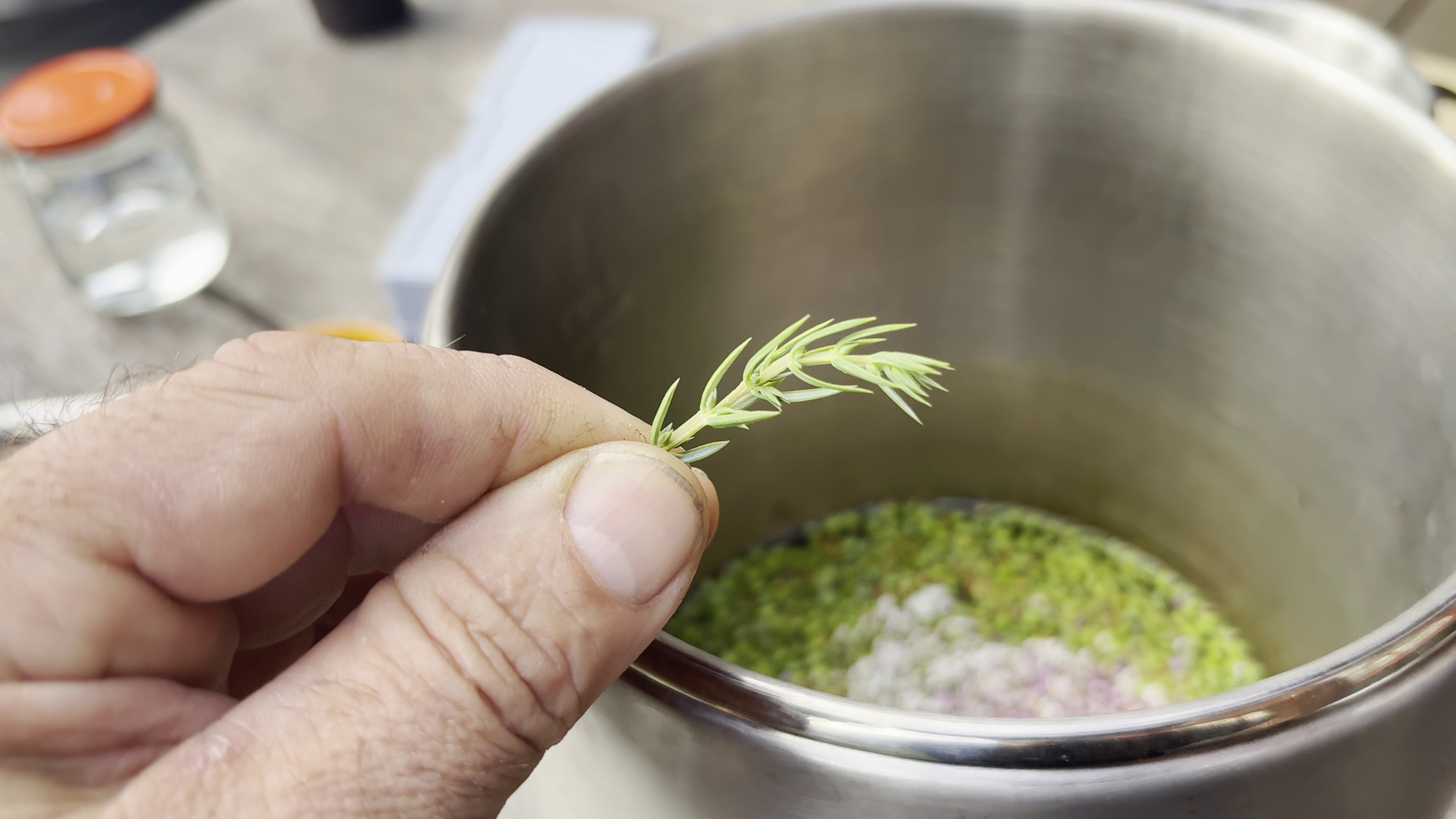 Hand holding a fresh juniper sprig over a stainless pot with green botanicals and liquid