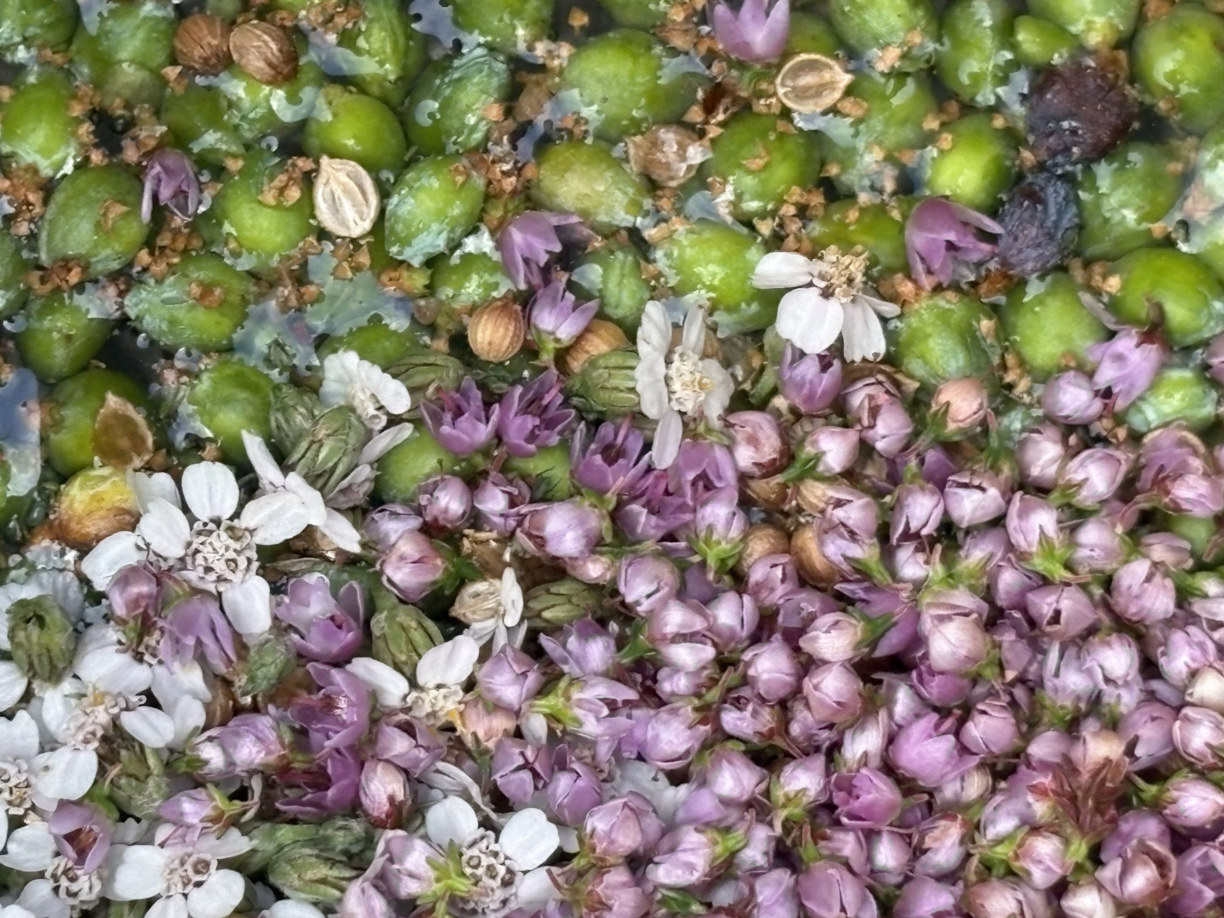 Macro close-up of macerating green juniper berries with coriander seeds and mixed blossoms