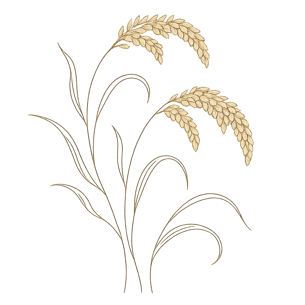 Delicate grain-inspired line illustration with flowing millet stems