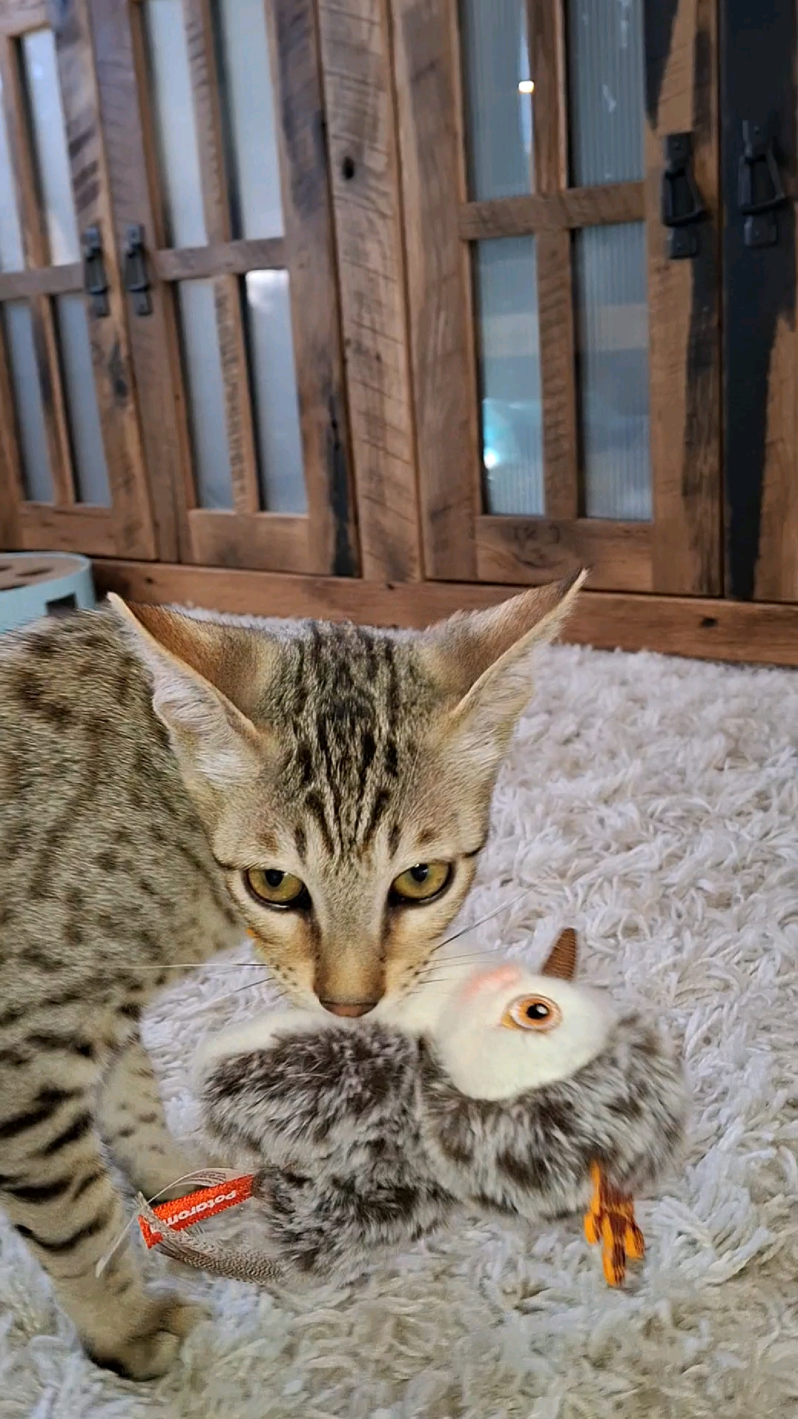 Milo the Savannah cat sleeping contentedly against a soft blue blanket on a couch