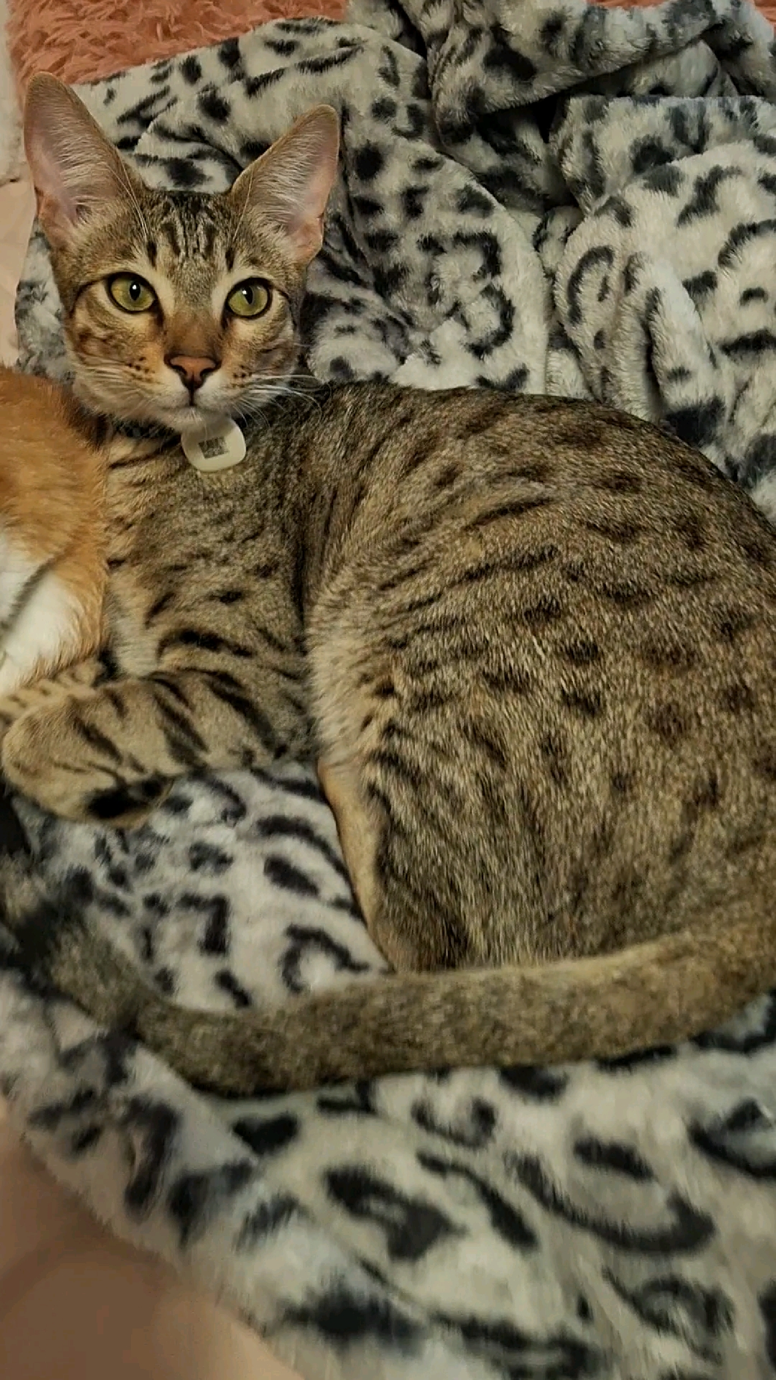 Milo the Savannah cat resting on a patterned blanket, looking directly at the camera with bright green eyes