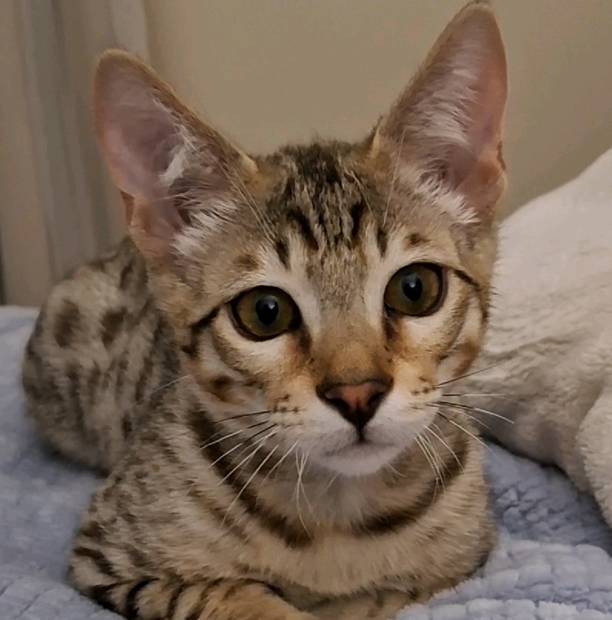 Milo, a sleek golden-brown Savannah cat with large ears and spotted coat, lounging by a sunlit window and looking curiously toward the camera