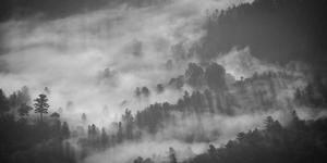 Black and white photo of mist rising over a pine forest