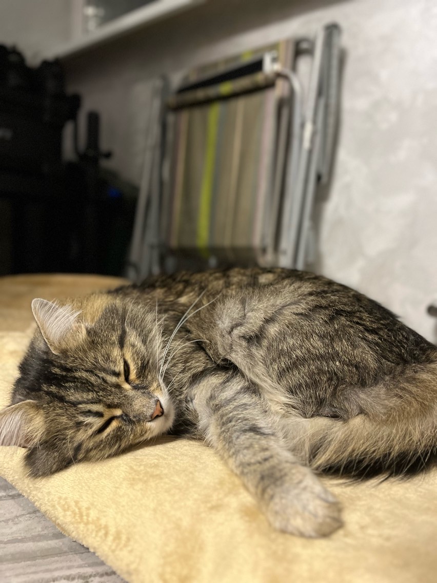 Tiny black kitten fast asleep with tiny pink paws showing
