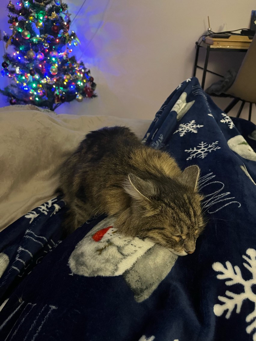 Fluffy white cat with head clearly visible and centered, yawning on a soft pillow