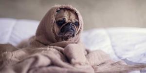 Fawn pug dog resting, used as the magazine image
